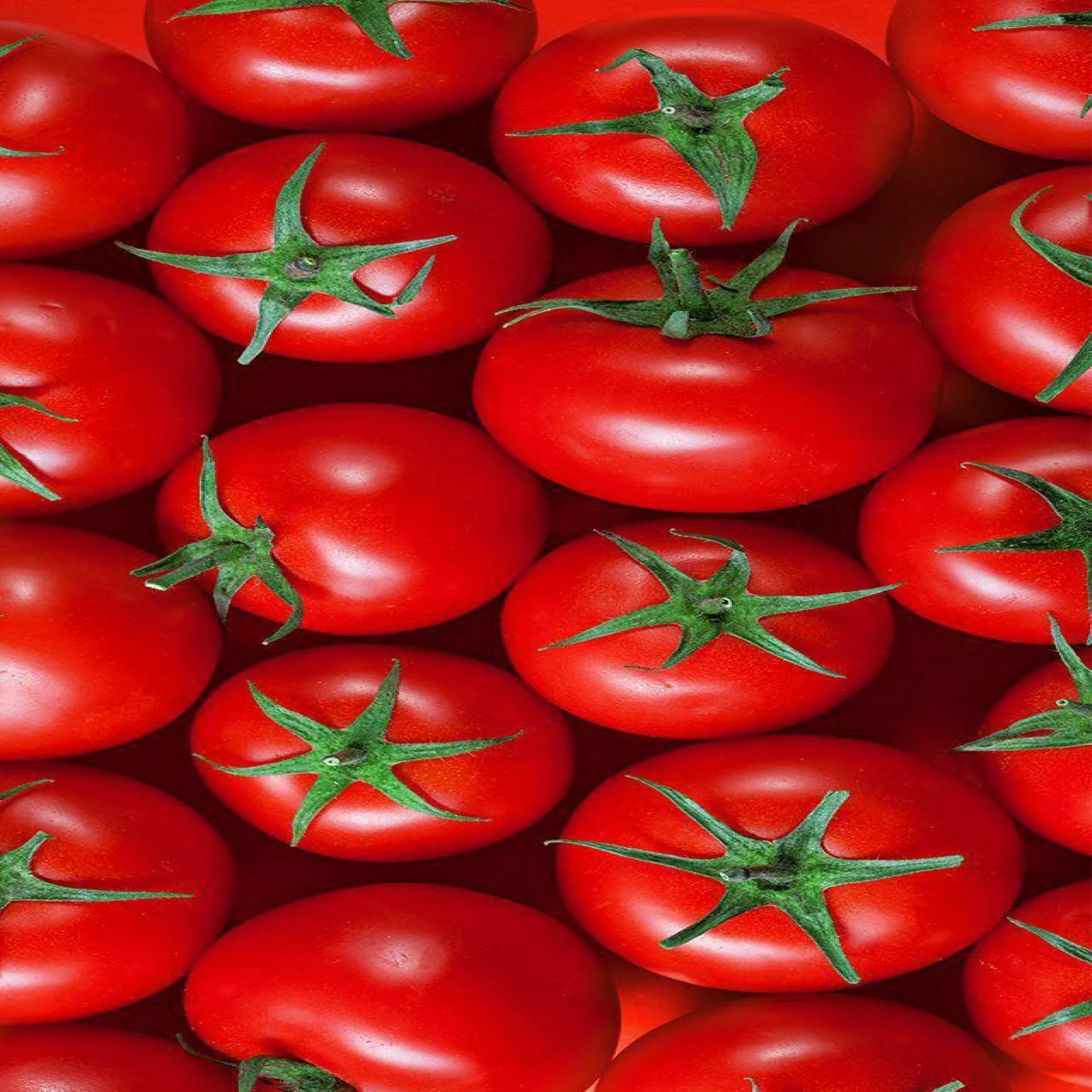 طماطم